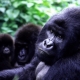 Gorillas at San Diego Zoo Receive First Experimental COVID-19 Vaccine for Animals