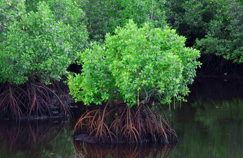 Qeshm’s Mangrove Forest