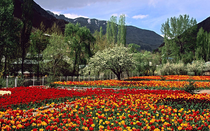 Gachsar Tulip Garden