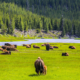 Yellowstone National Park Resumed its Bus Tours