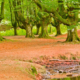 Biodiversity in Spain