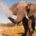 Botswana safaris