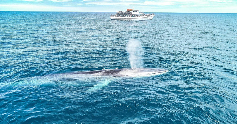 whale-watching tour