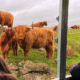 Glenapp Castle’s “Coos & Ewes”